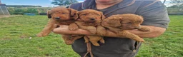 Labradoodle dogs for sale: DARK FOX RED LABRADOODLES - Advert 3