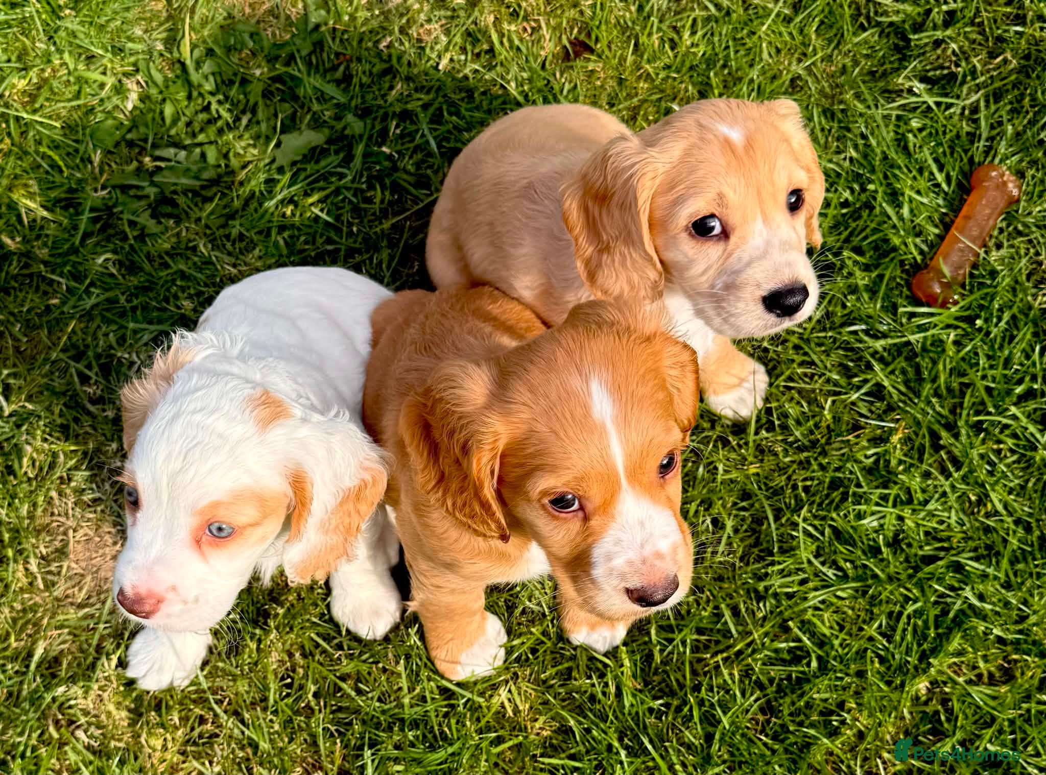 Cocker Spaniel dogs Stunning litter of cocker spaniels  - Advert 1
