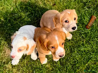 Cocker Spaniel dogs Stunning litter of cocker spaniels - Advert 1