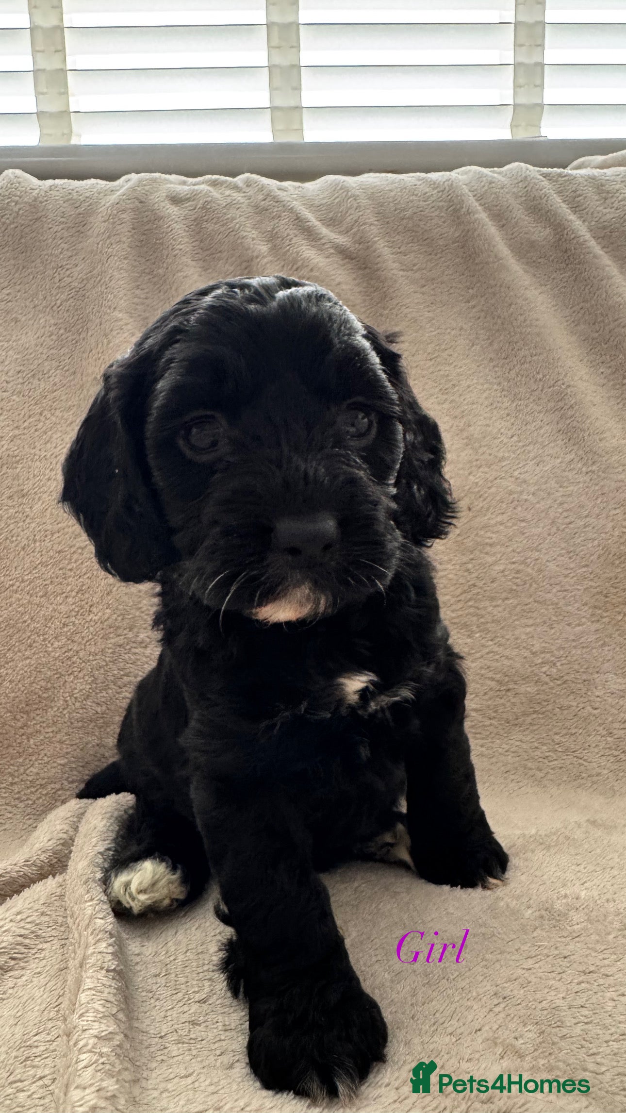 Cockapoo dogs F1 cockapoos  - Advert 2