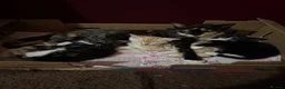 Mixed Breed cats for sale: Gorgeous kittens  - Advert 14