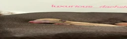 Italian Greyhound dogs for sale: Exceptional KC Italian greyhound puppies  - Advert 4