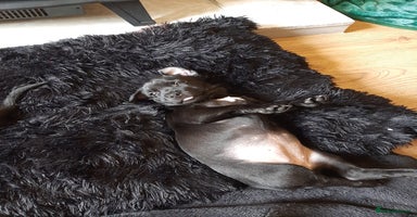 Patterjack dogs - Advert 14