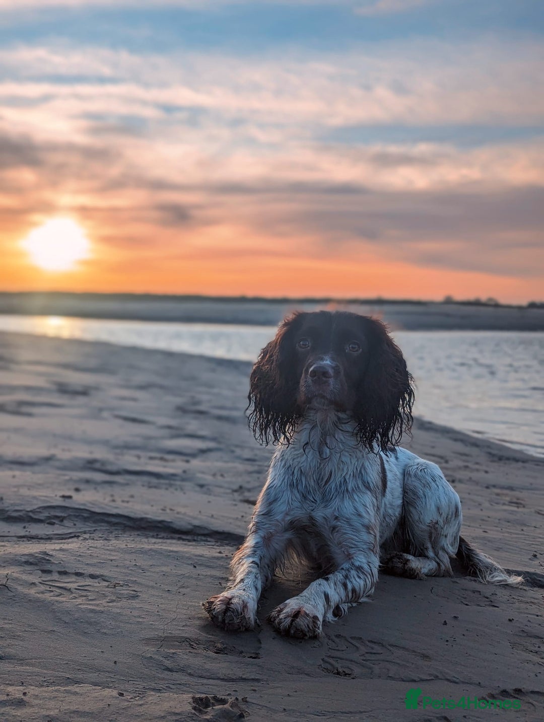 English Springer Spaniel dogs for sale: Springer Spaniel Puppies For Sale! - Image 11