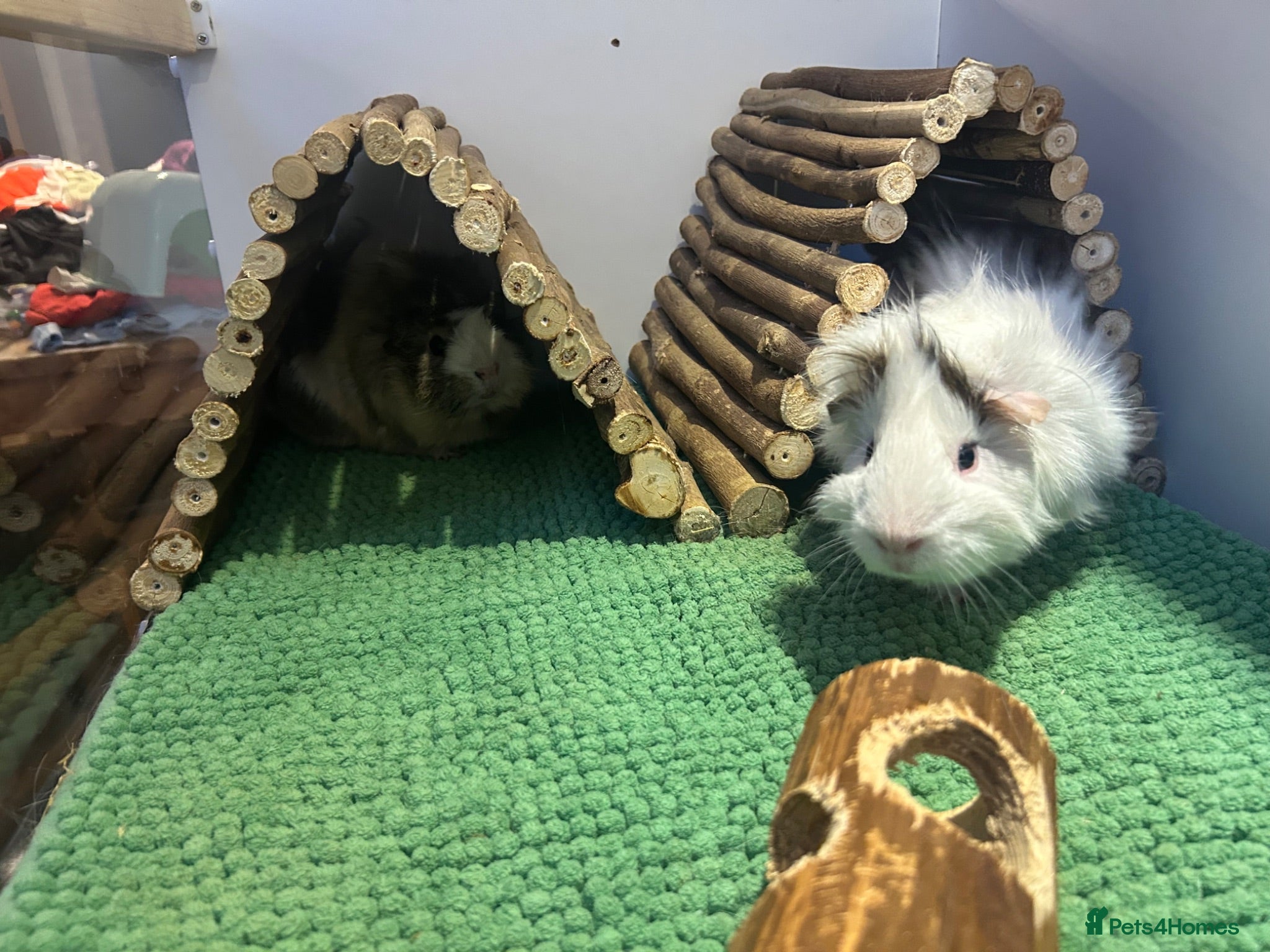 Guinea Pig rodents 2 male guinea pigs (for rehome-free to good home)  - Advert 2