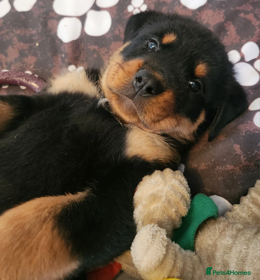 Rottweiler dogs for sale: Champion Pedigree Rottweiler Puppies - Advert 6