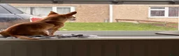 Chihuahua dogs for sale: Hi my name is Caspian - Advert 12