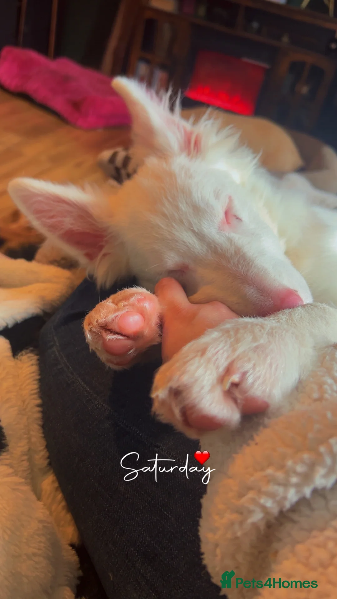 Mixed Breed dogs for sale: Blue  - Advert 2