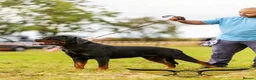 Rottweiler dogs for stud: SUPERB TOP QUALITY KCROTTWEILER FOR STUD **(ACE)** - Advert 3