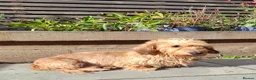 Miniature Dachshund dogs for sale: Super-cute Pedigree Mini-Wire Dachshund Puppies  - Advert 8