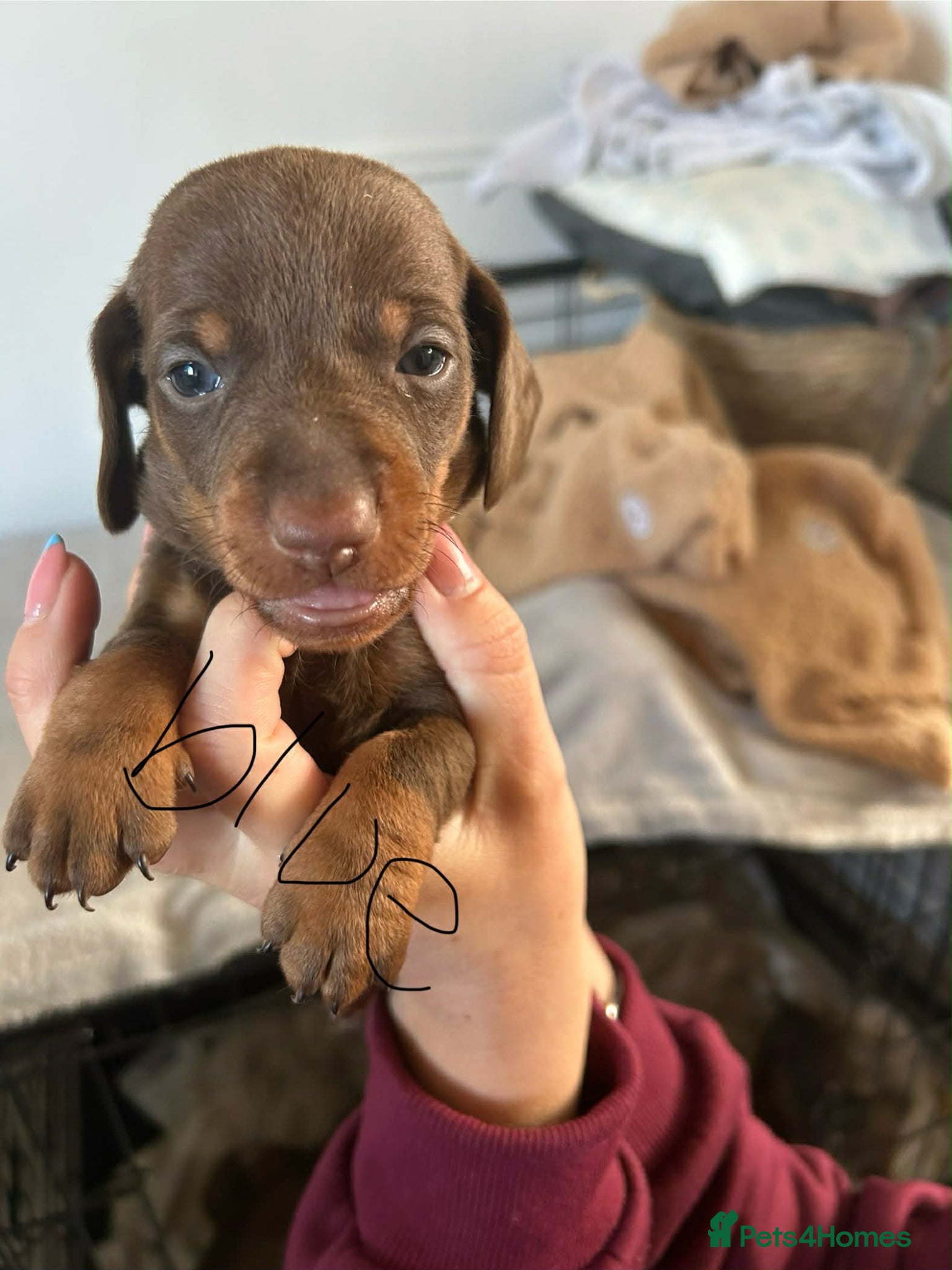 Miniature Dachshund dogs Miniture dachshund  - Advert 2