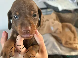 Miniature Dachshund dogs Miniture dachshund - Advert 2