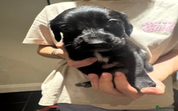 Mixed Breed dogs for sale: Sprollies - Image 12