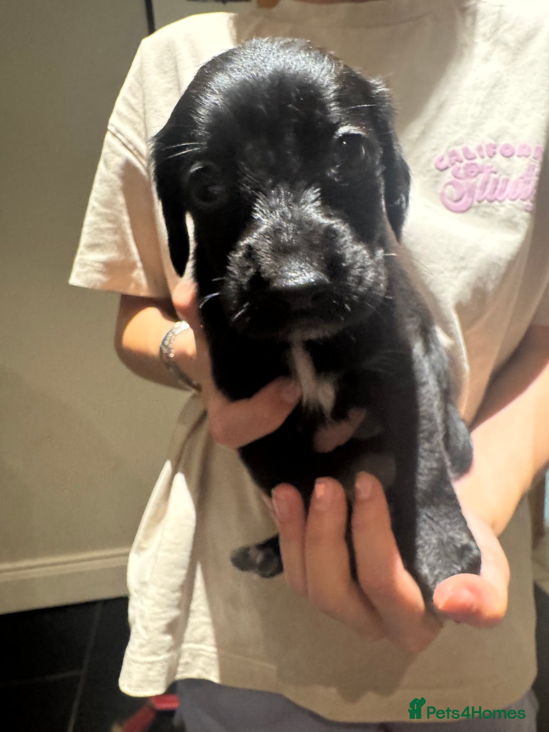 Mixed Breed dogs for sale: Sprollies - Image 12