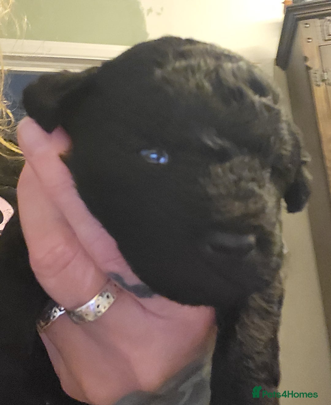 Mixed Breed dogs for sale: Pooshi x Bedipoo  - Image 4