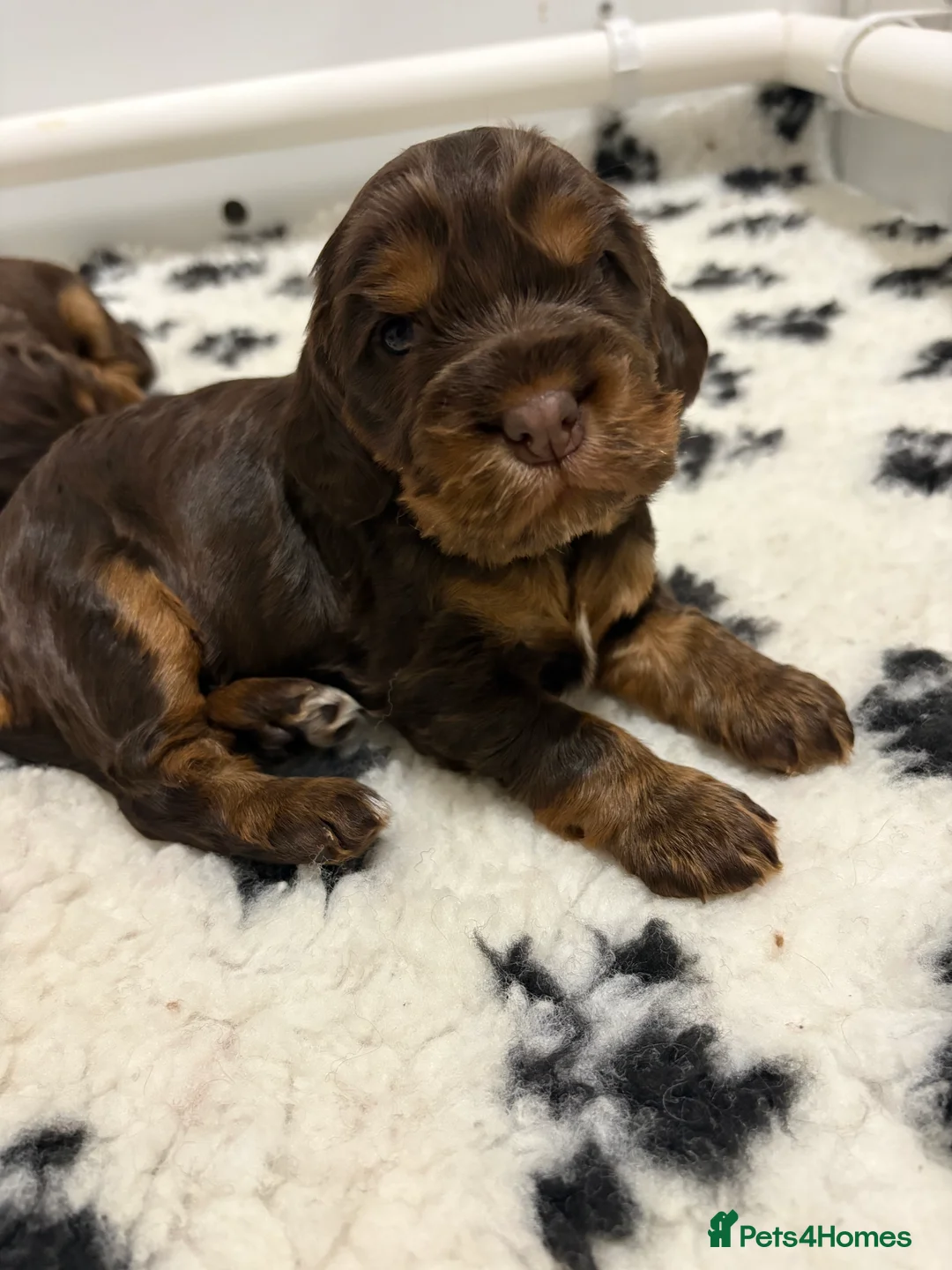Cocker Spaniel dogs for sale: Beautiful DNA tested Show Cocker Spaniels - Advert 3