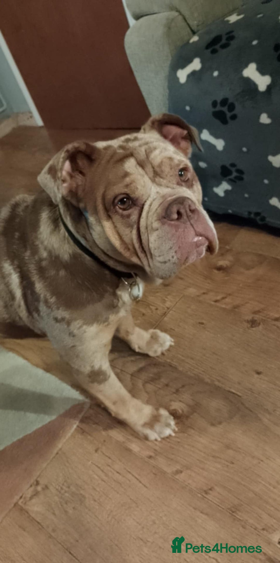 Dorset Olde Tyme Bulldogge dogs for sale: beautiful chocolate tri merle female  - Image 4