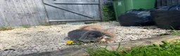 Lionhead rabbits for sale: Lionhead Male and Dwarf Lop Female  in Shrewsbury - Advert 3