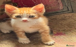 British Shorthair cats for sale: Adorable kittens  - Image 1