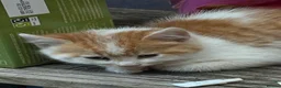 Mixed Breed cats for sale: 4 kittens in Gillingham - Advert 7