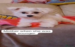 Maltese dogs for sale: Extra mini adorable pups in Bury - Image 26