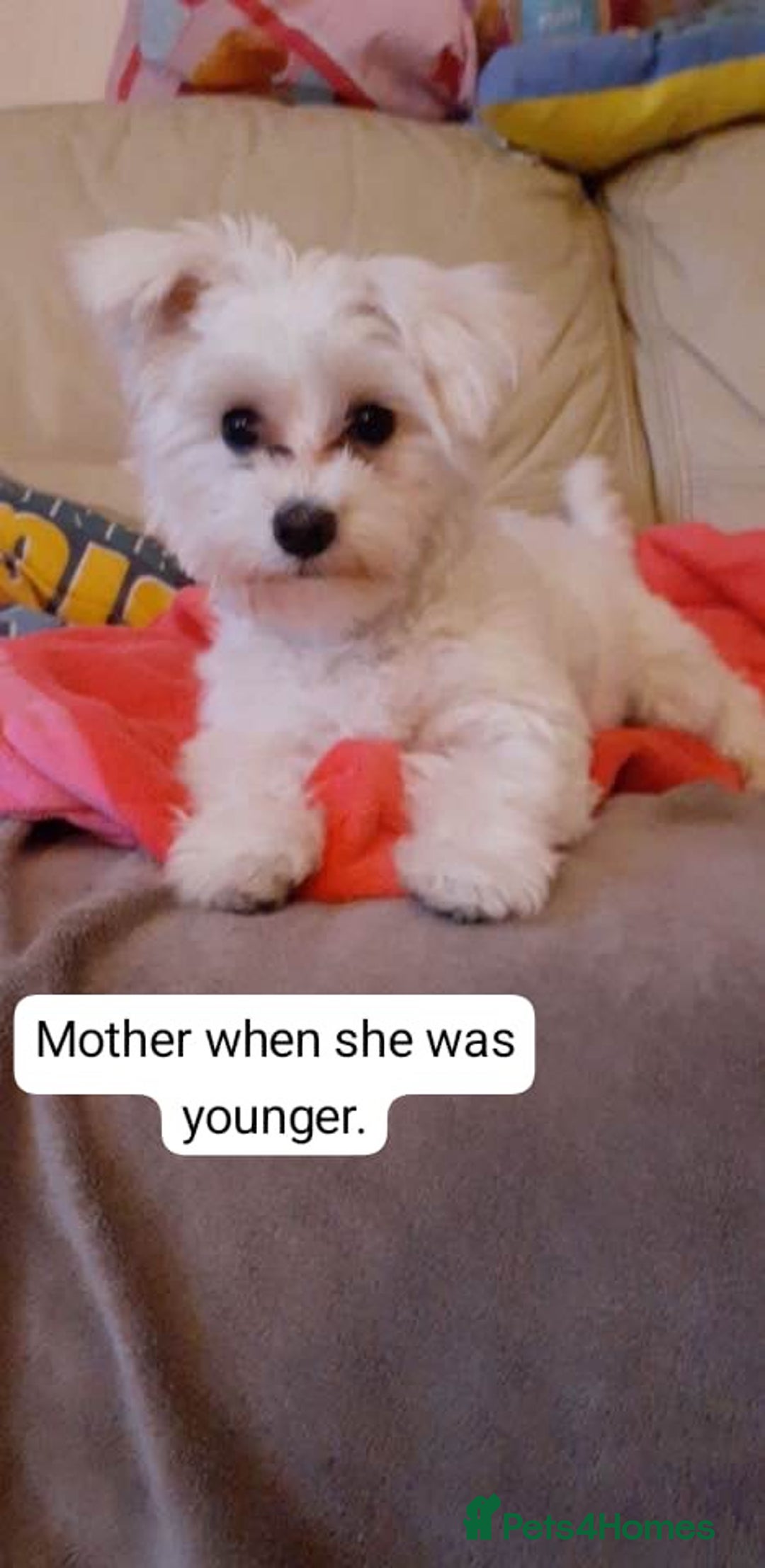 Maltese dogs for sale: Extra mini adorable pups in Bury - Image 26