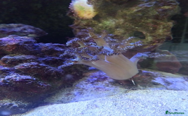 Other/Mixed Breed fish - Advert 2