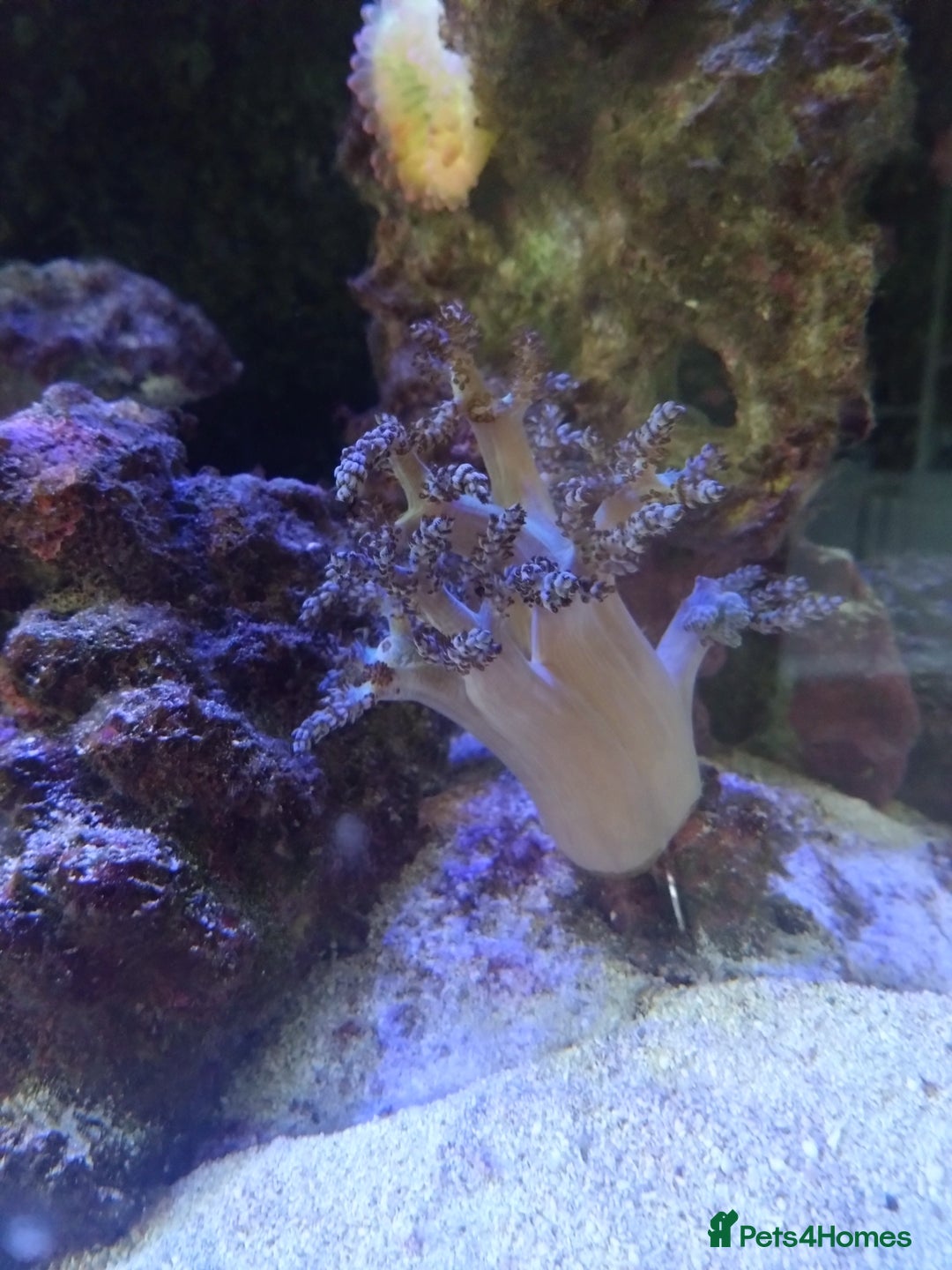 Other/Mixed Breed fish for sale: Clowns, yellow damsels and soft corals - Image 1