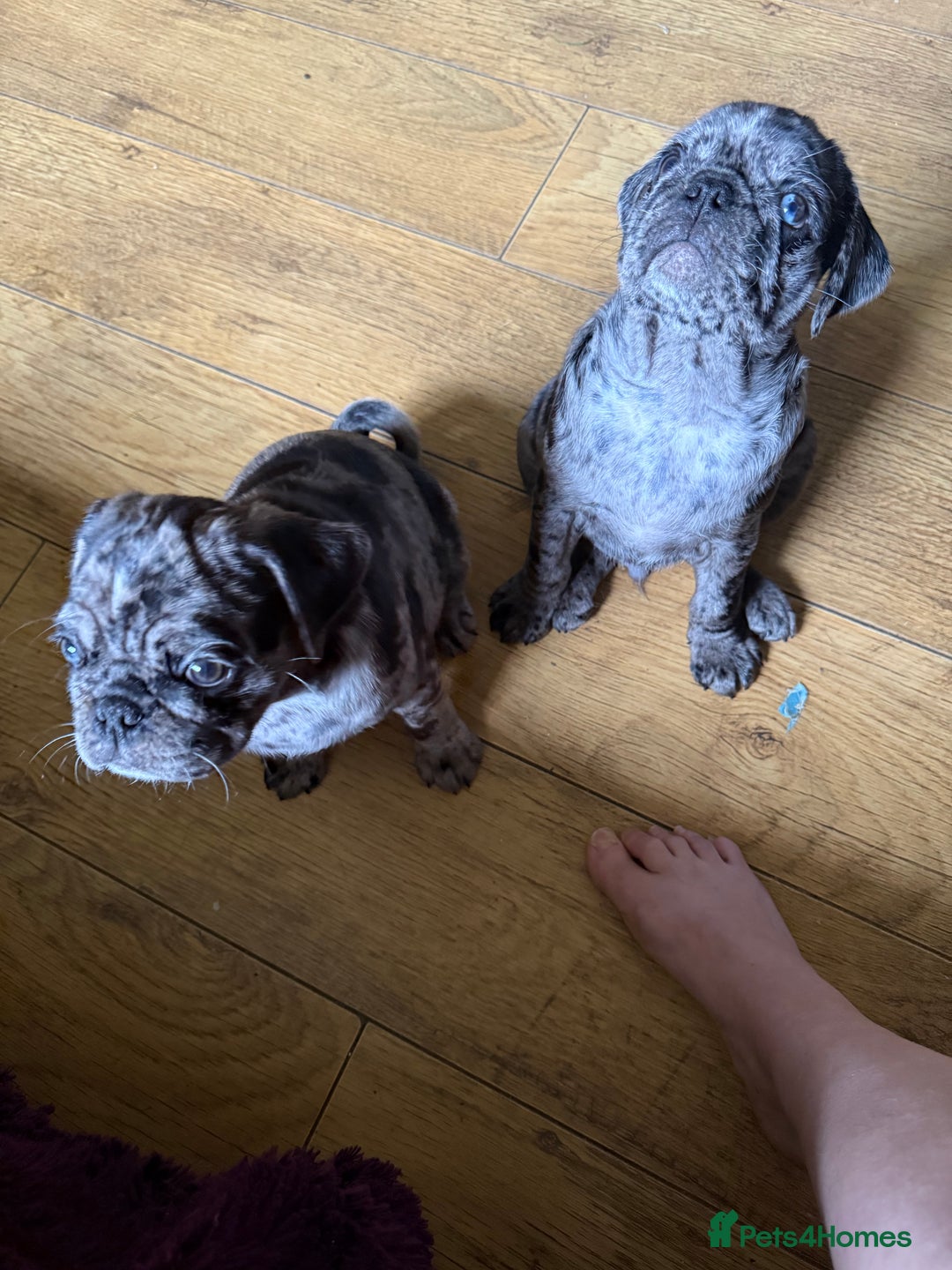 Pug dogs for sale: Merle pug puppies  - Image 5