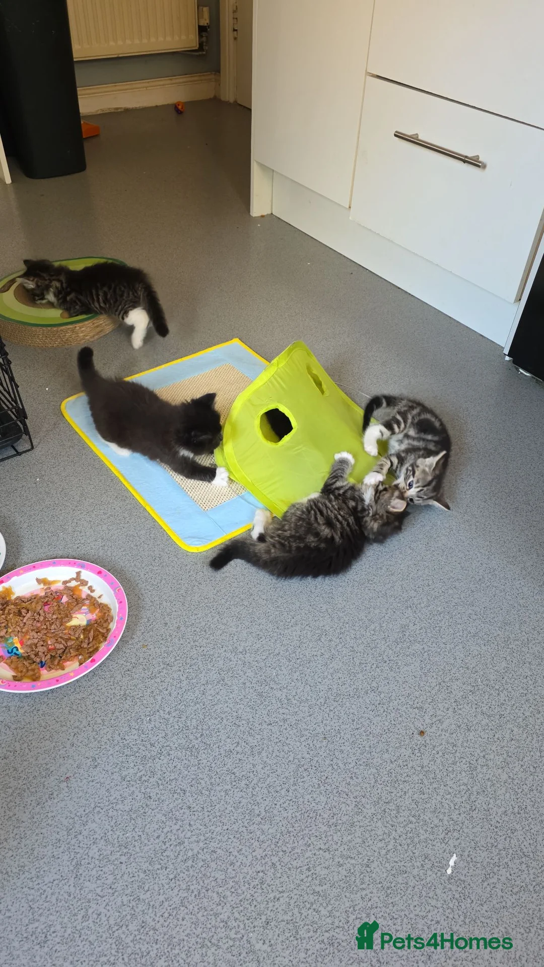 Mixed Breed cats for sale: 6 beautiful baby kittens/ mum x bengal - Advert 2