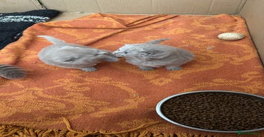 British Shorthair cats - Advert 14