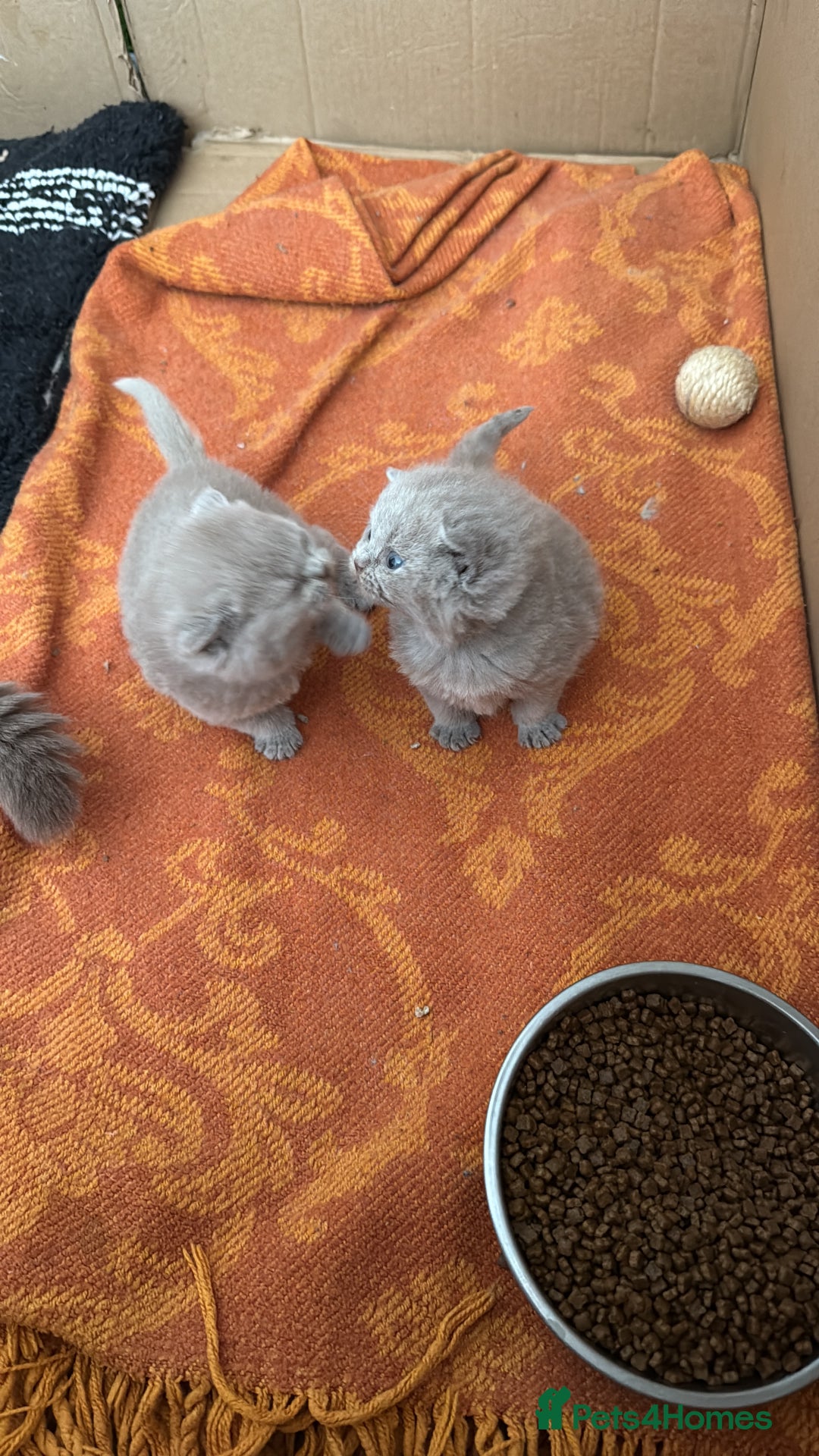 British Shorthair cats for sale: Liliac BSH two female  - Image 15