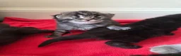 Mixed Breed cats for sale: Kittens  in Worksop - Advert 9