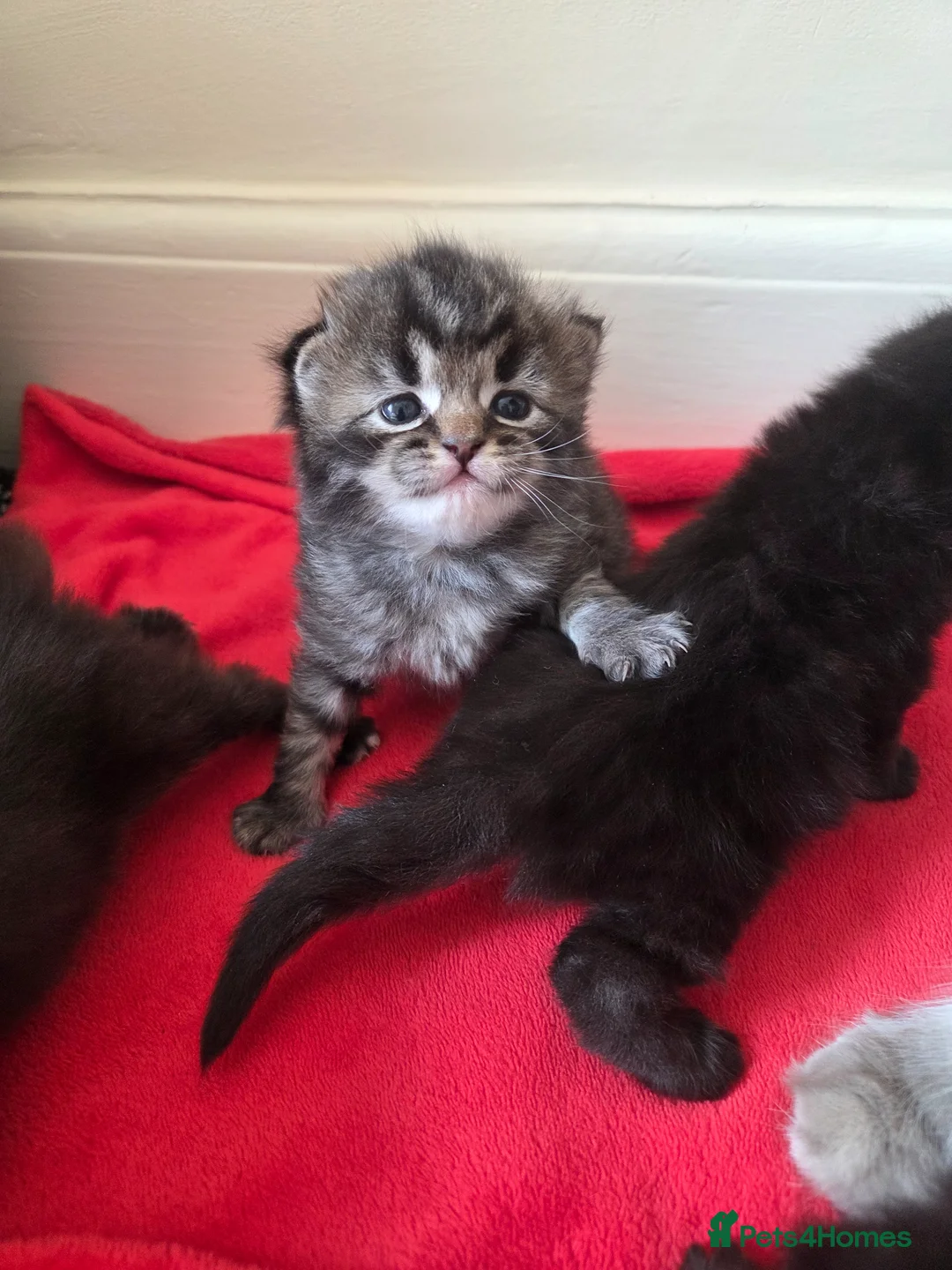Mixed Breed cats for sale: Kittens  in Worksop - Advert 9