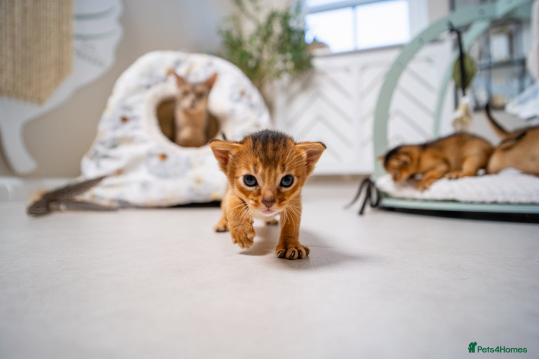 Abyssinian cats for sale: Champion Line Abyssinians- Rare Beauty- TICA reg. - Image 9