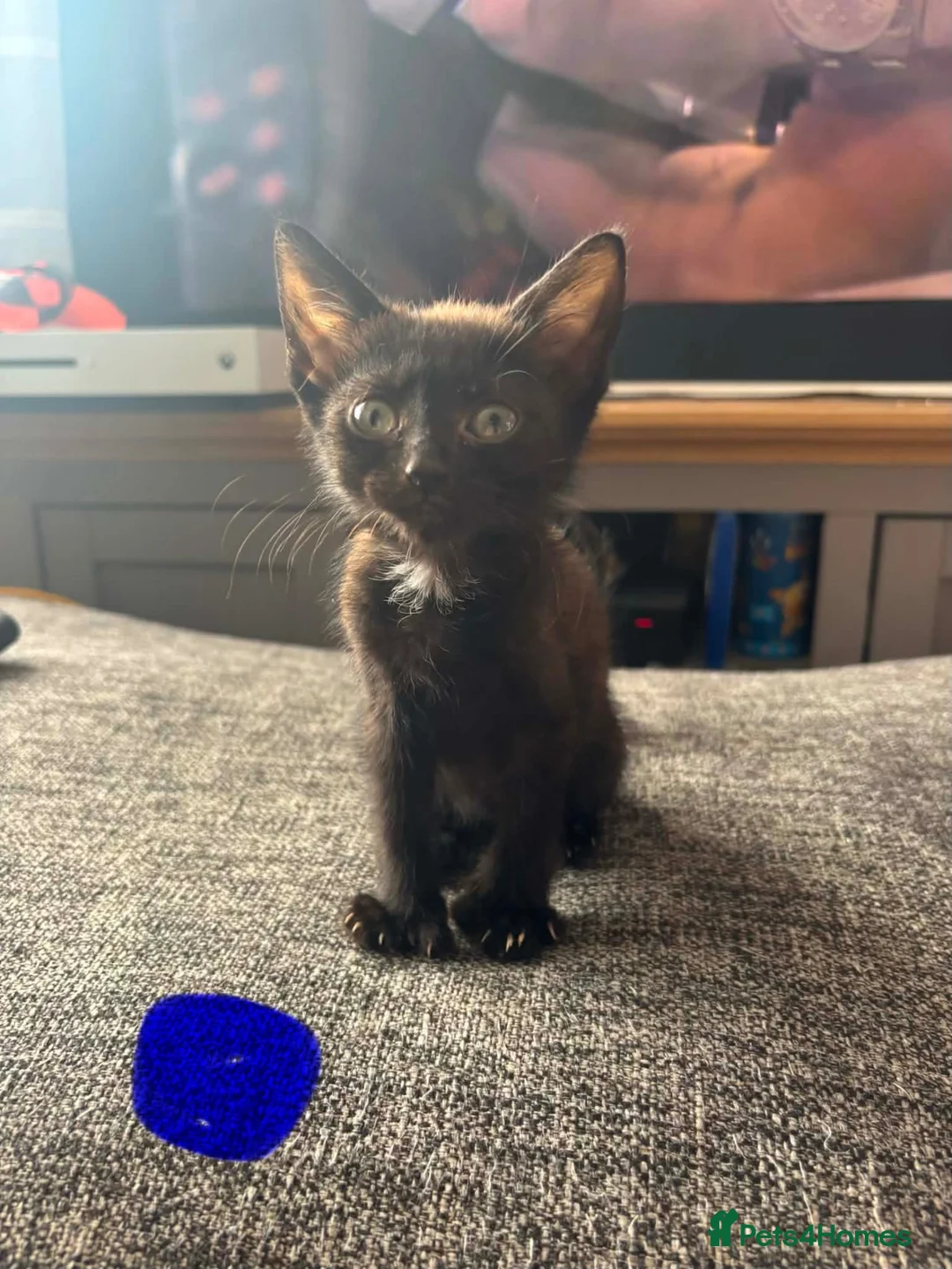 Bengal cats for sale: Mixed breed bengal  - Advert 2