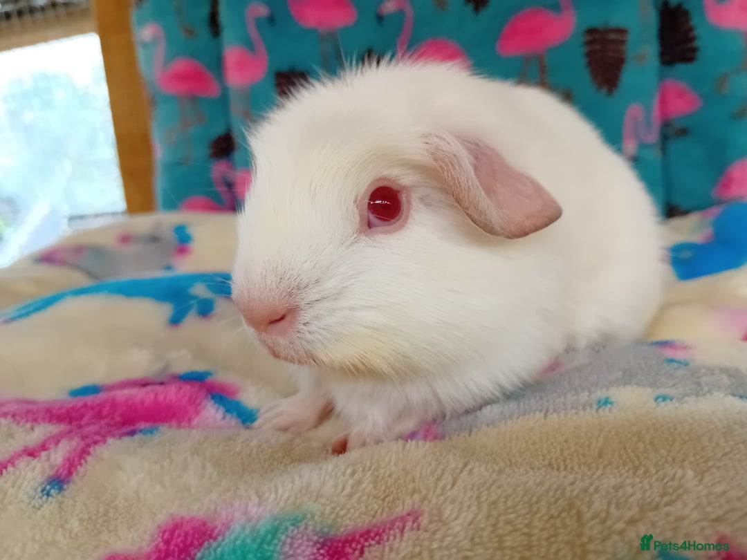 Guinea Pig rodents for sale: Baby Boars Different Breeds Available  - Image 18