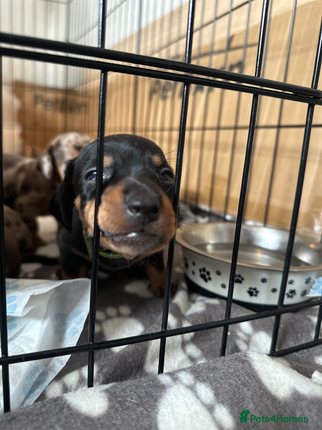 Dachshund dogs for sale: Mini dachshunds - 1 girl available - Image 16