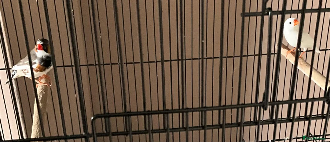 Finches birds for sale: Breeding pair of Zebra Finch in Wednesbury - Advert 5