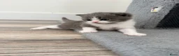 British Shorthair cats for sale: 3 British shorthair kittens - Advert 8