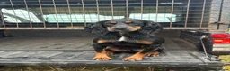 Sprocker dogs for sale: Sprockers puppies for sale  in Penrith - Advert 1