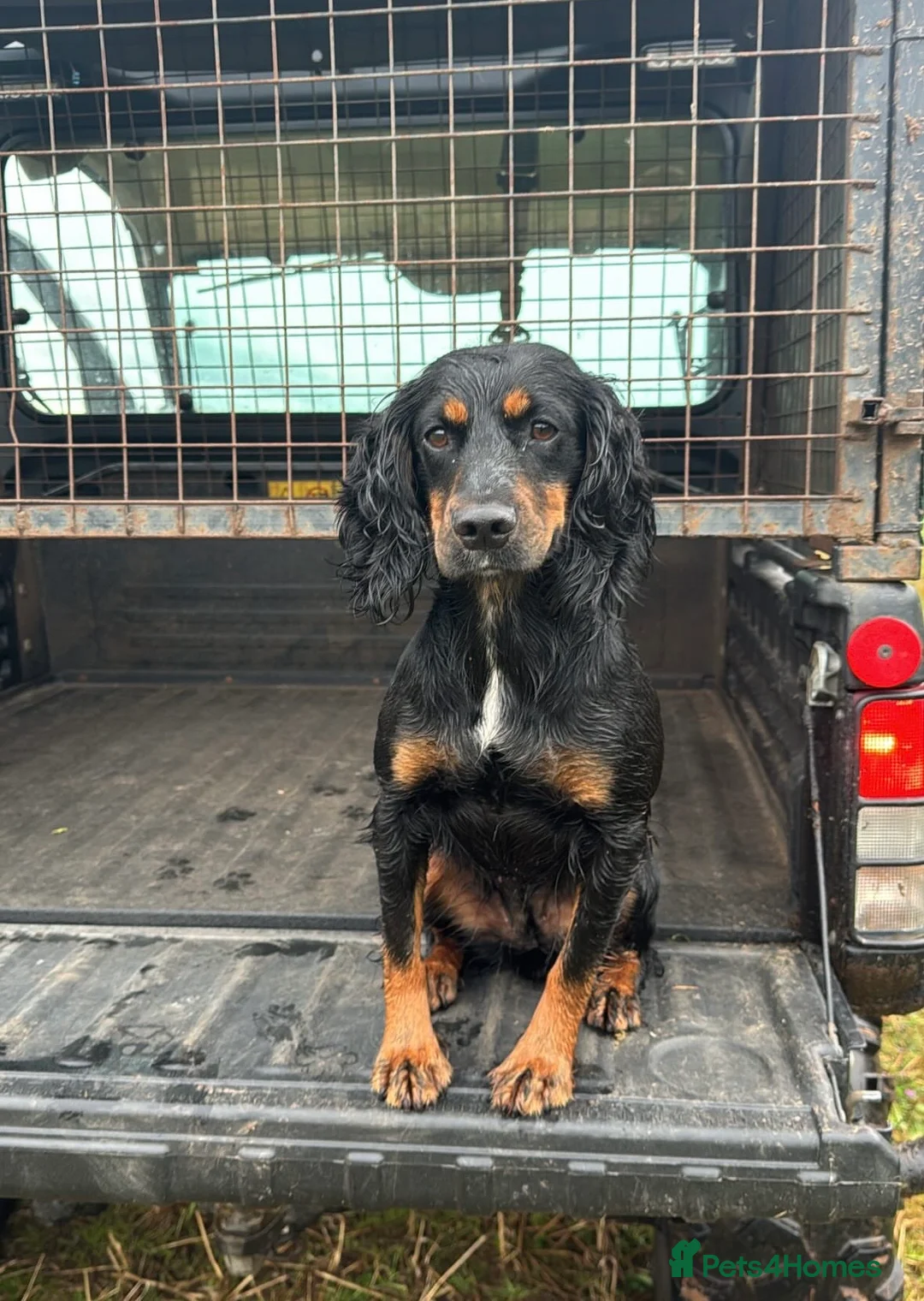 Sprocker dogs for sale: Sprockers puppies for sale  in Penrith - Advert 1