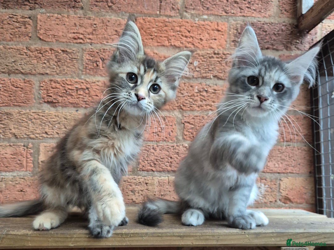 Maine Coon cats for sale: 2 Boys 3 girls Maine Coones kittens - Advert 39