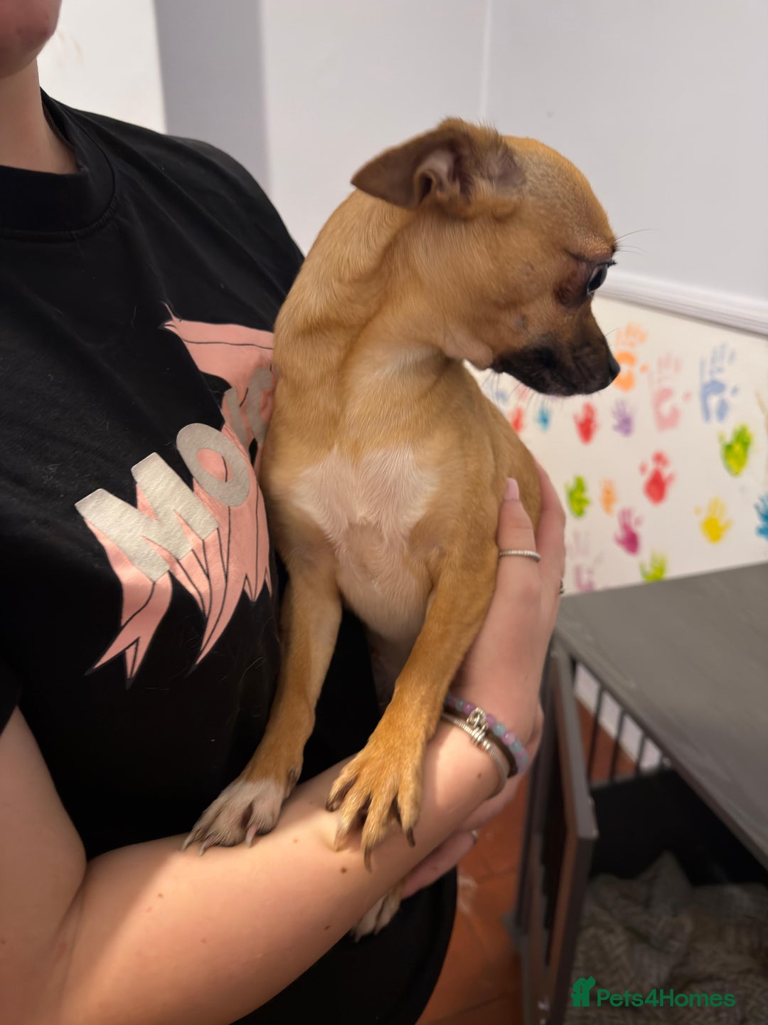 Mixed Breed dogs for sale: Males fenchie chihuahua x2 female chihuahua  - Image 12