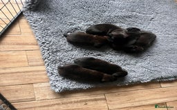 Staffordshire Bull Terrier dogs for sale: READY NOW KC STAFFORDSHIRE BULL TERRIER - Image 9