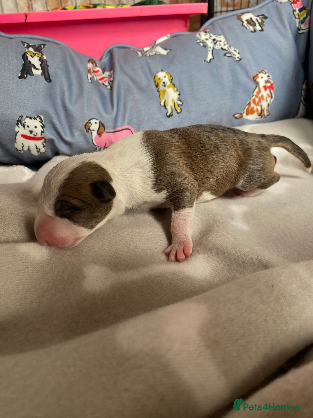 English Bull Terrier dogs for sale: English bull terrier puppy’s  - Image 25