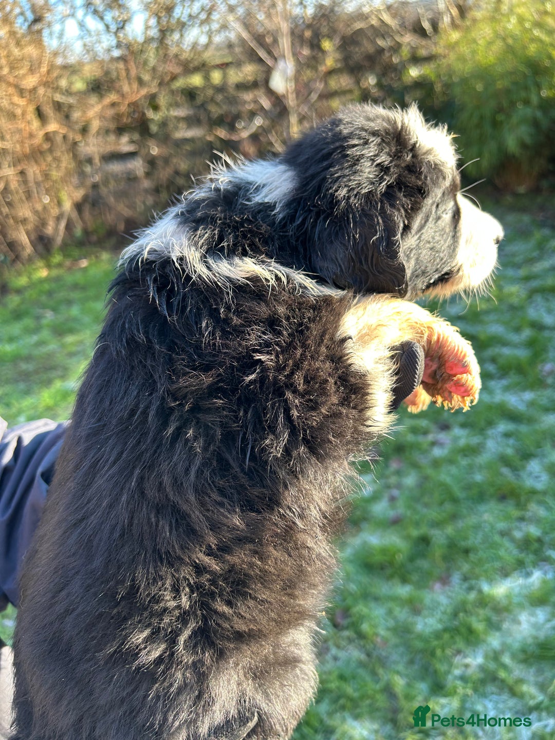 Border Collie dogs for sale: BEAUTIFUL BORDER COLLIE PUPS - Advert 37