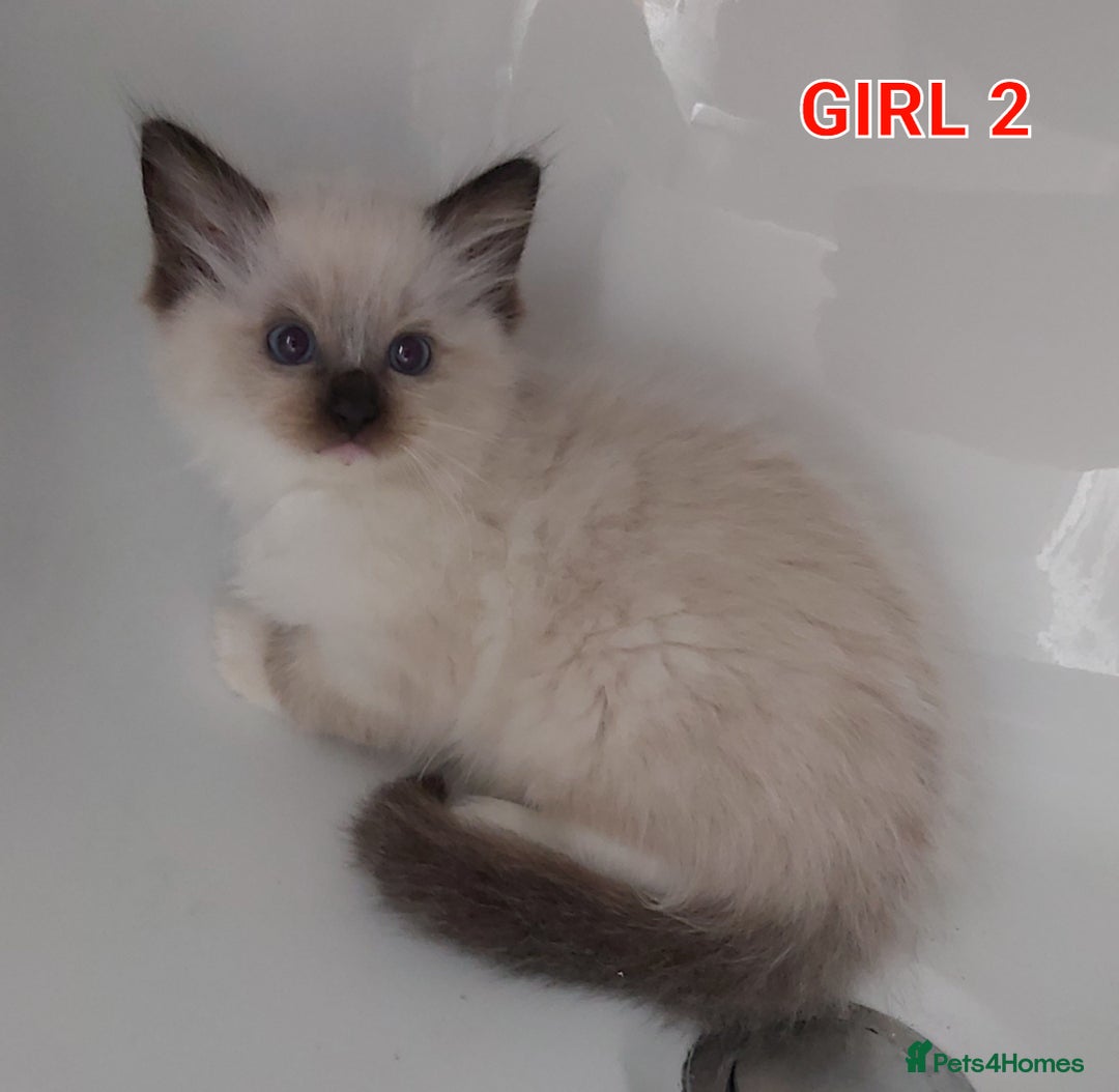 Ragdoll cats for sale: RAGDOLLS GIRLS BOYS BICOLOUR SEAL POINT BLUE EYES  - Image 5