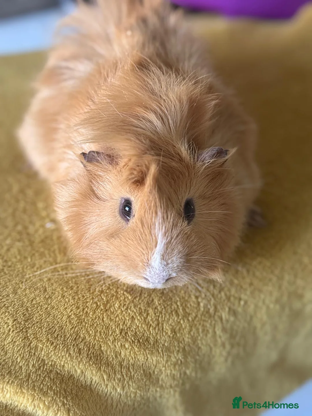 Guinea Pig rodents for sale: 2 Loving Male Guinea Pigs Rehome - Advert 5