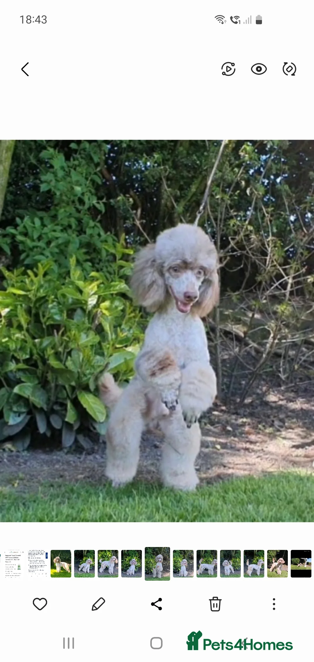 Poodle dogs for stud:  CHCHOCOLATE MERLE POODLE CARRYING PARTI in Todmorden - Advert 9
